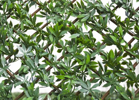 GREEN ACER TRELLIS - 100X200CM