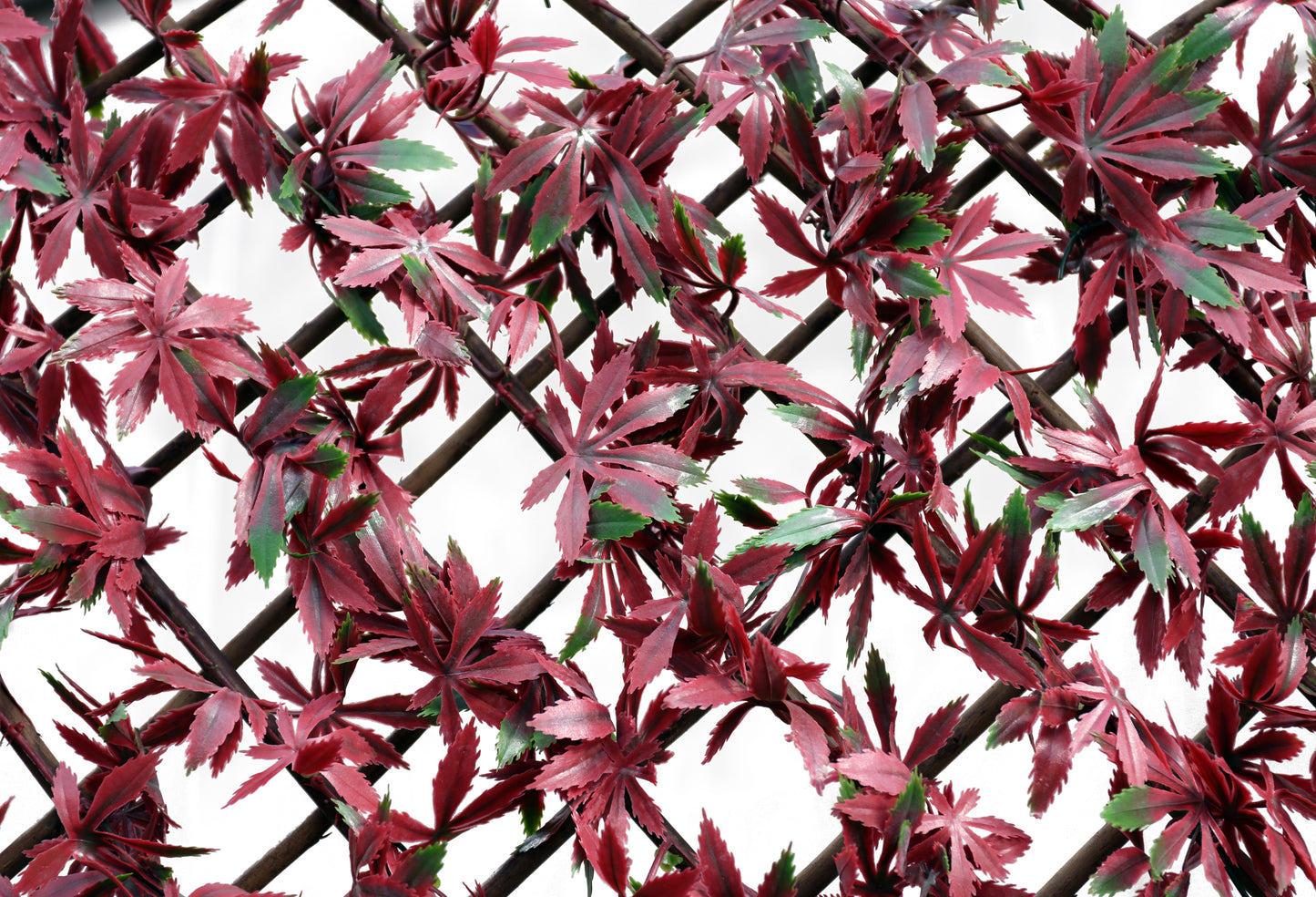 RED ACER TRELLIS - 100X200CM