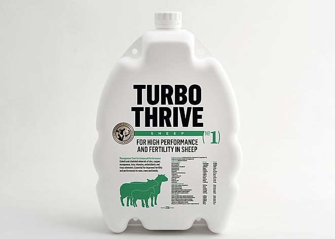 TURBO THRIVE SHEEP