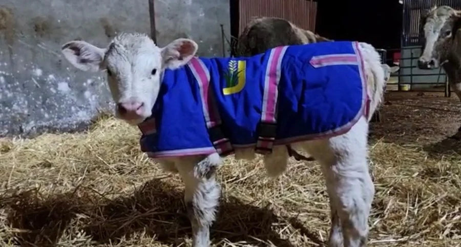 Calf Jackets