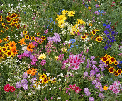 Wildflower Seed Mix 30msq