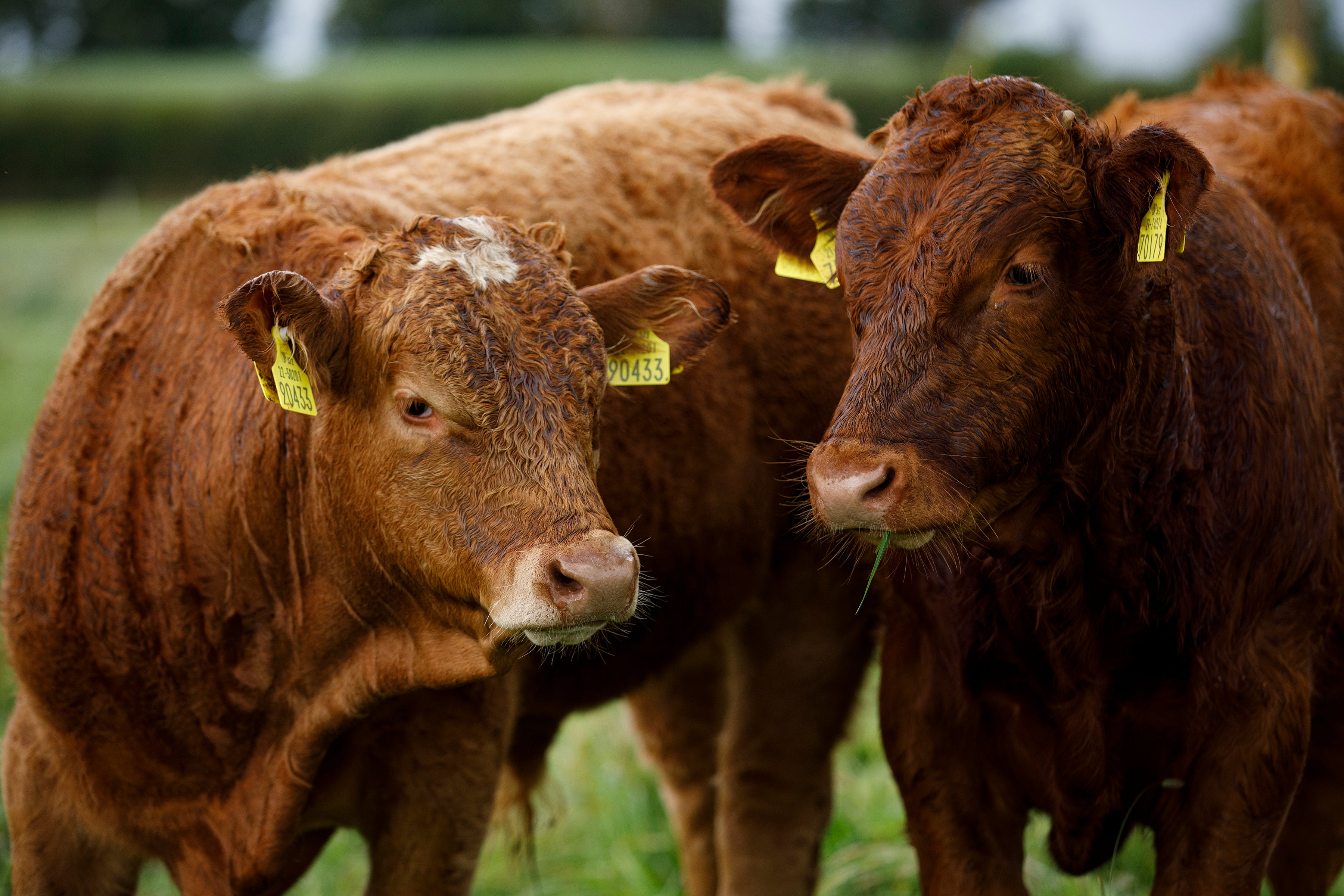 Rumen Boost Beef – J Grennan and Sons Online Store