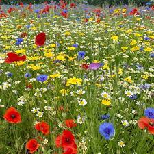 Wildflower Seed Mix 30msq