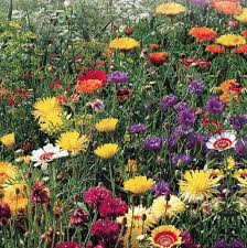 Wildflower Seed Mix 30msq