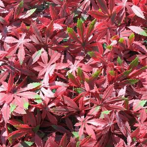 100X200CM RED ACER TRELLIS