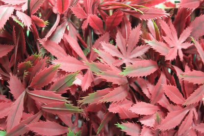 100X200CM RED ACER TRELLIS