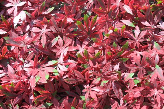 1M X 1M P.E. RED ACER WALL COVERING