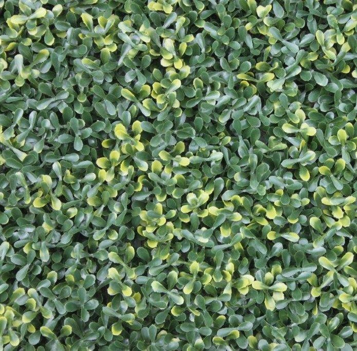 1M X 1M P.E. VARIEGATED BUXUS WALL COVER