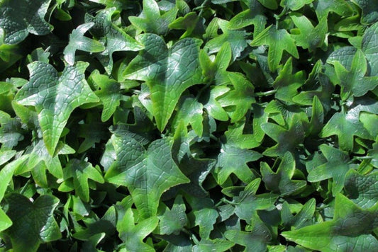 1M X 1M PE ENGLISH IVY WALL COVERING