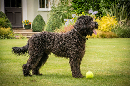 3 PACK TENNIS BALLS