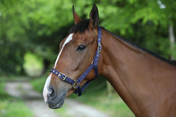 Headcollar Nylon Adj Blue