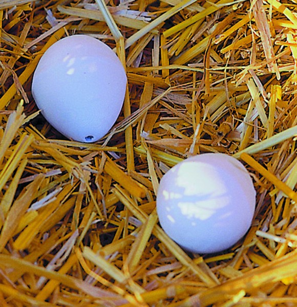 Artificial Eggs