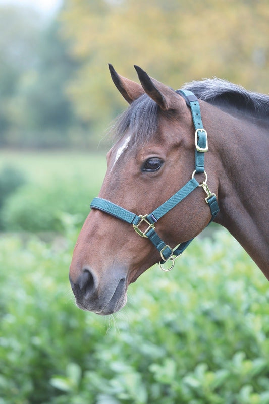 Headcollar Nylon Adj Green